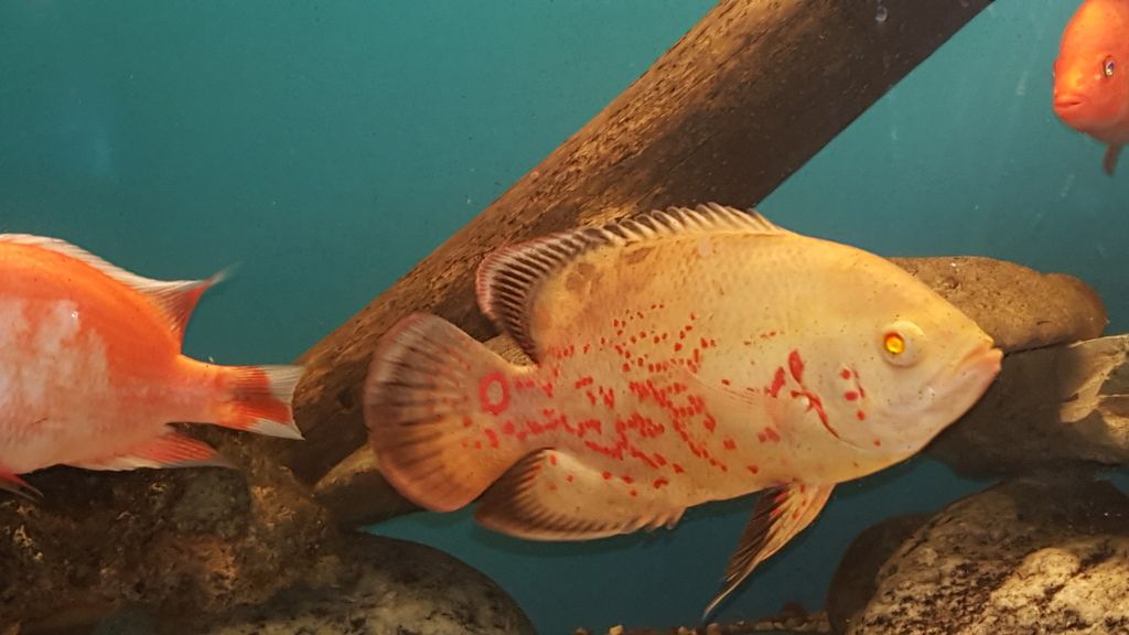 oscar fish sex free women naked who suck